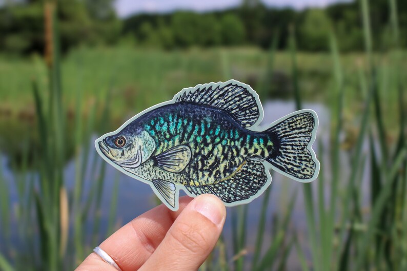 Black Crappie Sticker | Crappie Sticker | Panfish | Tackle Box Sticker ...