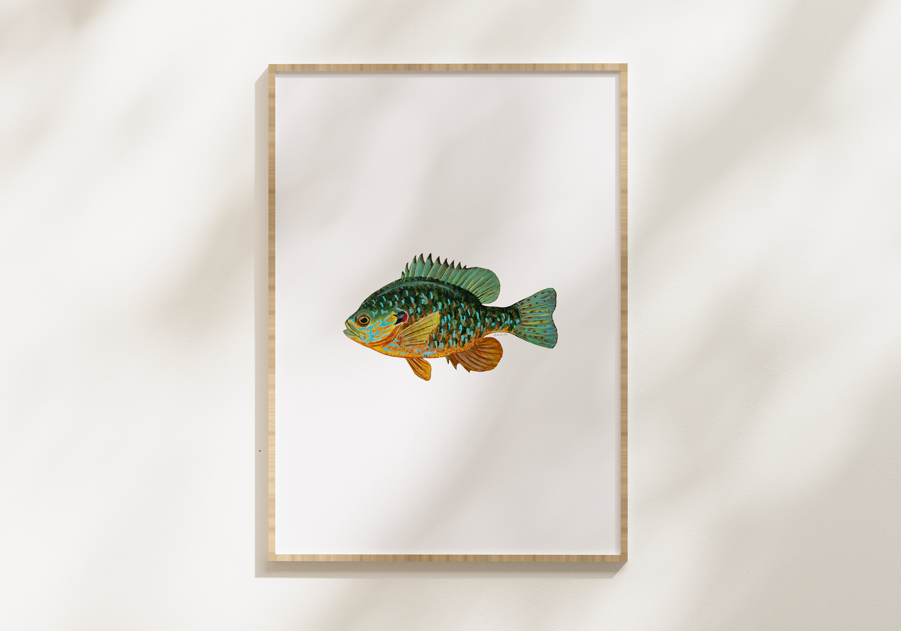 Rock Bass Walleye Bluegill Sunfish Art Print, Freshwater Fish
