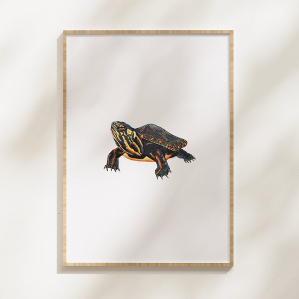 Painter Turtle Print | Turtle Print | Turtle Artwork | Turtle Gifts | Wildlife Art | Nature Wall Art | Nature Prints | 8x10 Print | Pond Art