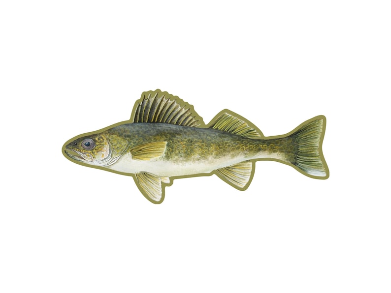 Walleye Decal | Waterproof | Walleye Sticker | Panfish | Tackle Box ...