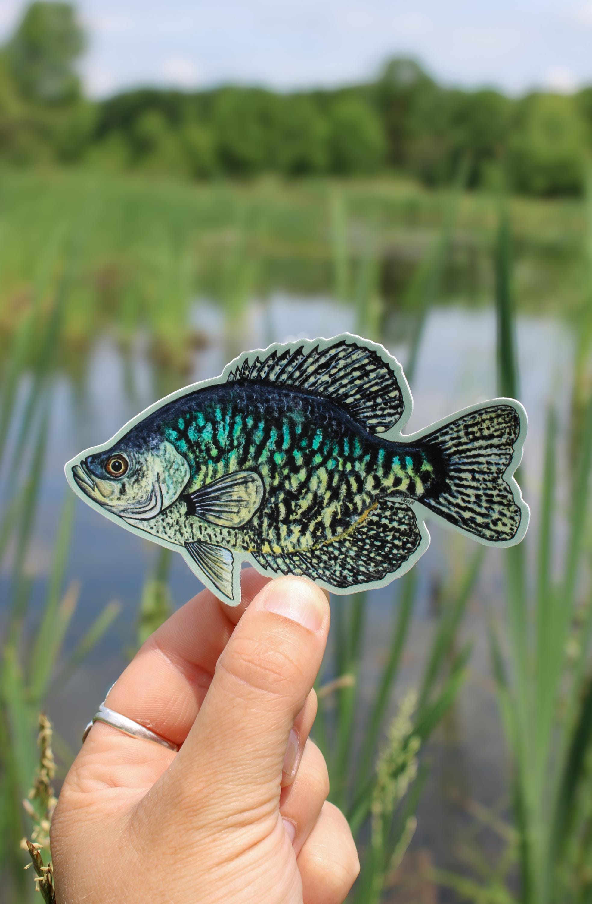 Black Crappie Sticker | Crappie Sticker | Panfish | Tackle Box Sticker ...
