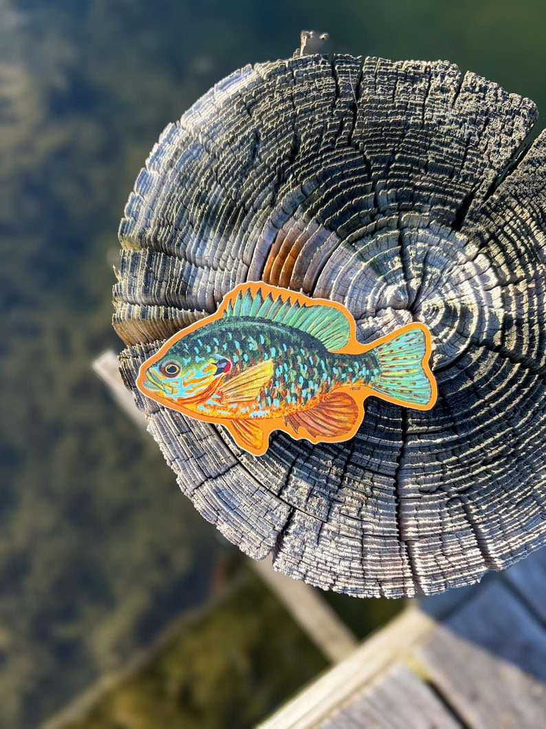May include: A colourful fish sticker with orange, teal, and yellow hues, resting on a weathered wooden post. The sticker features detailed scales and fins, showcasing a vibrant aquatic design. The background shows a blurred view of water.