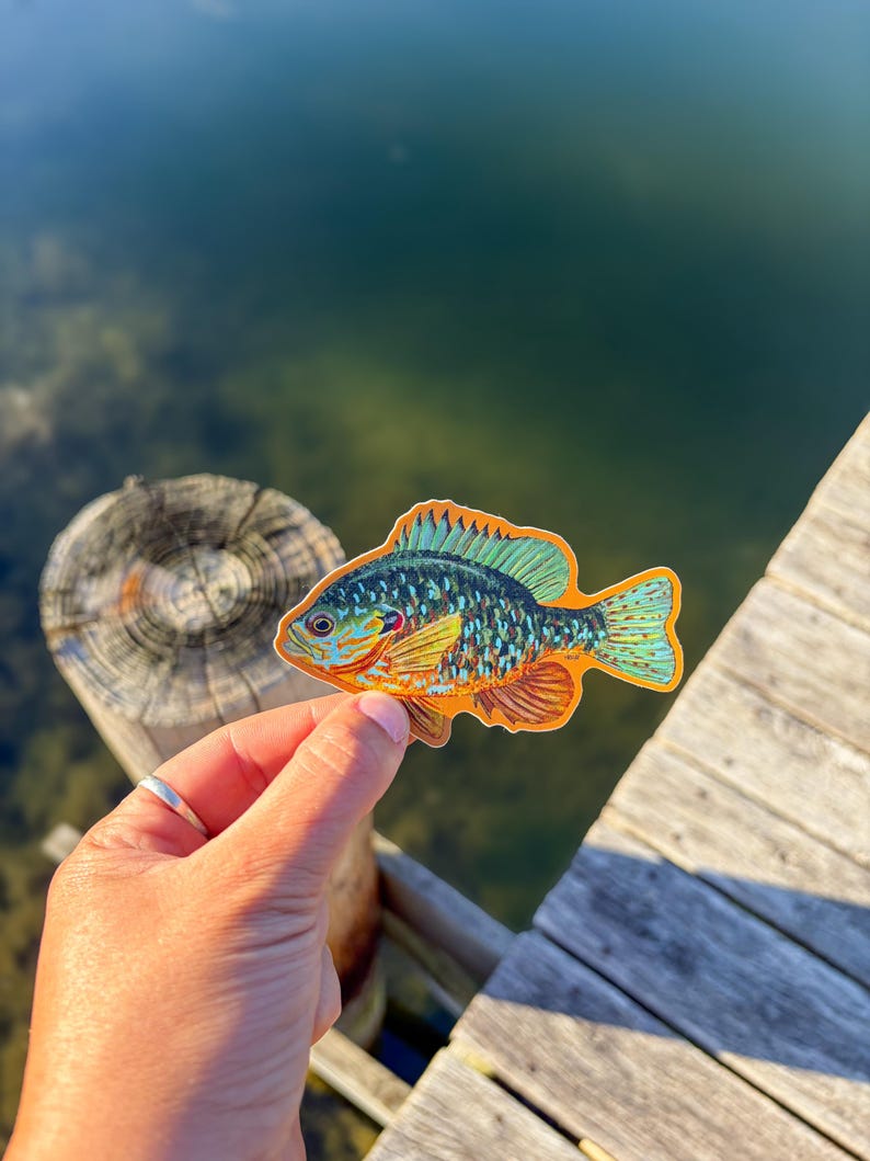 May include: A vibrant sticker depicting a sunfish, with orange, blue, and green colours. The sticker is held against a wooden dock and water background, highlighting the fish's intricate design.