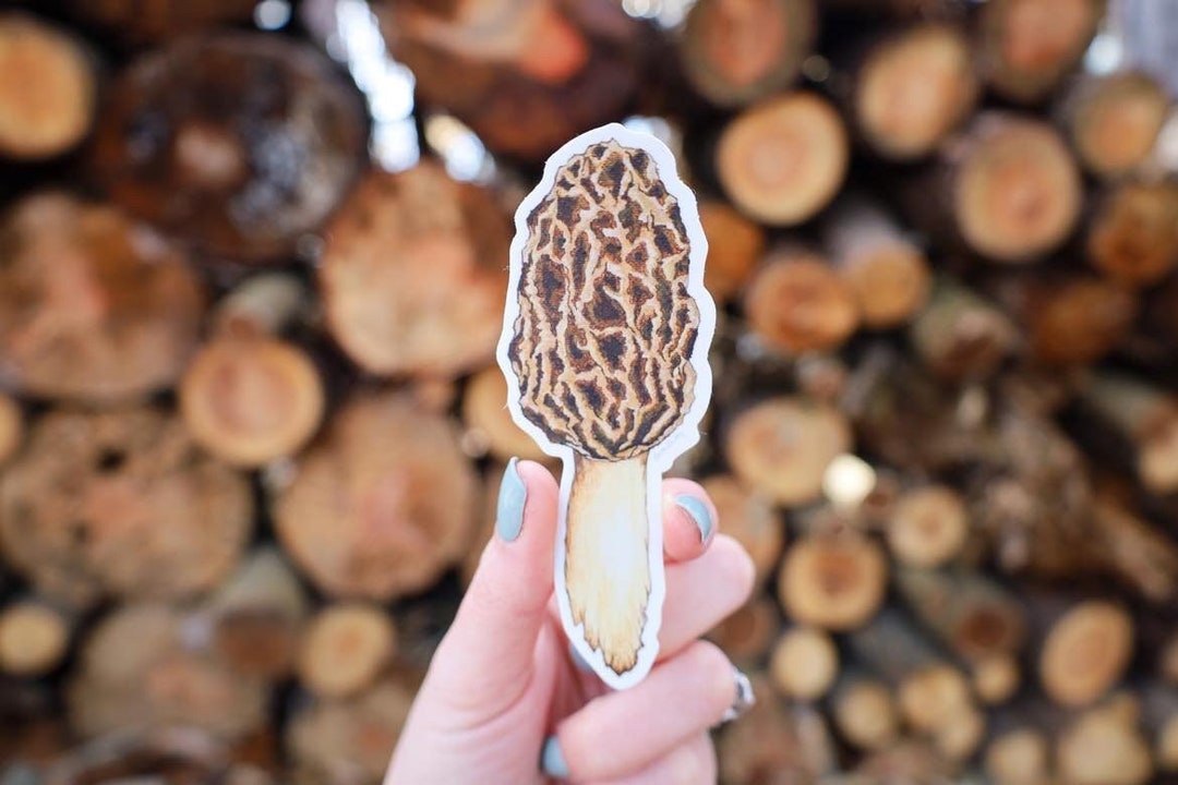 Morel Mushroom Sticker Waterproof Vinyl Decal Mushroom Bumper Sticker