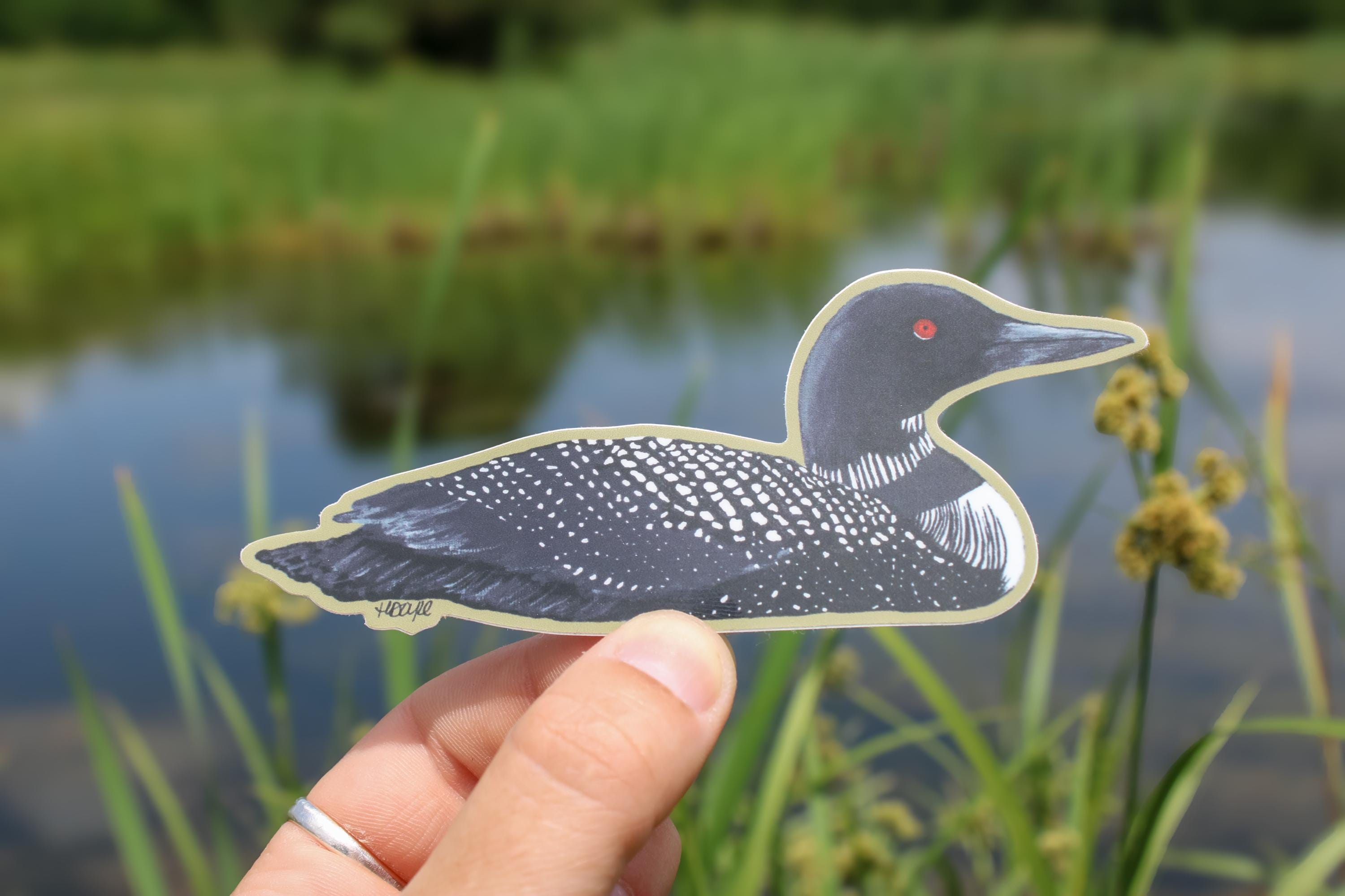 Common Loon Sticker | Vinyl Loon Decal | Waterproof | Loon Sticker ...