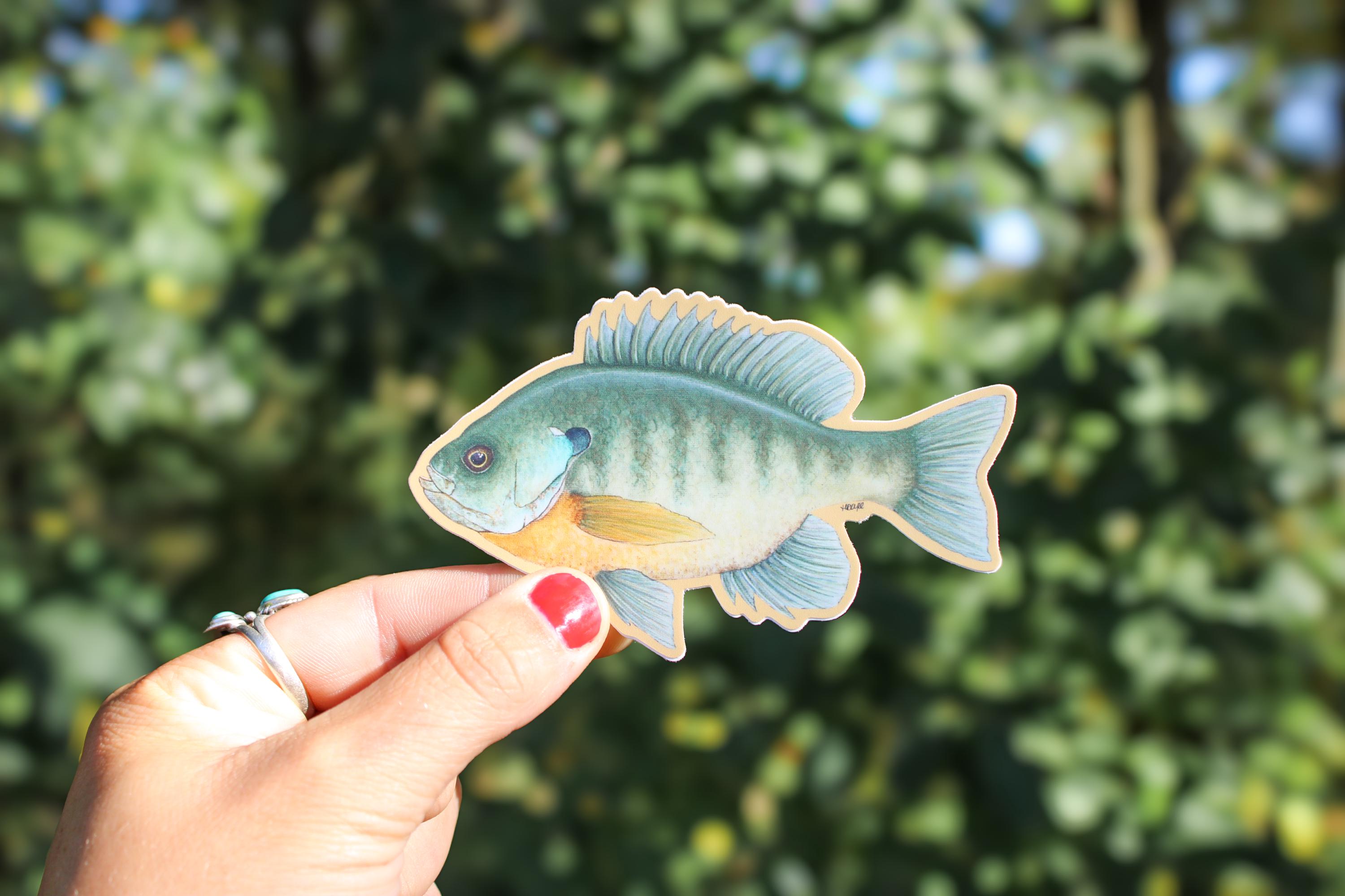 Bluegill Sticker | Fish Vinyl Decal | Waterproof | Bluegill | Panfish ...