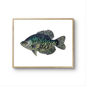 Black Crappie Print | Black Crappie Painting | Lake Fish Art | Crappie Art | Spec Print | 8x10 Print | Fishing Gifts | Gifts for Men