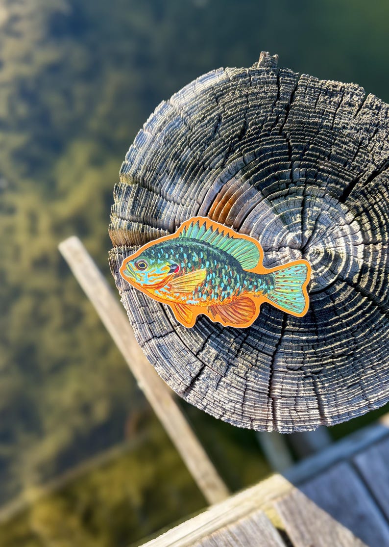 May include: A vibrant sticker depicting a bluegill fish in shades of orange, green, and blue. The sticker is positioned on a weathered wooden surface, with a blurred backdrop of water and wood.