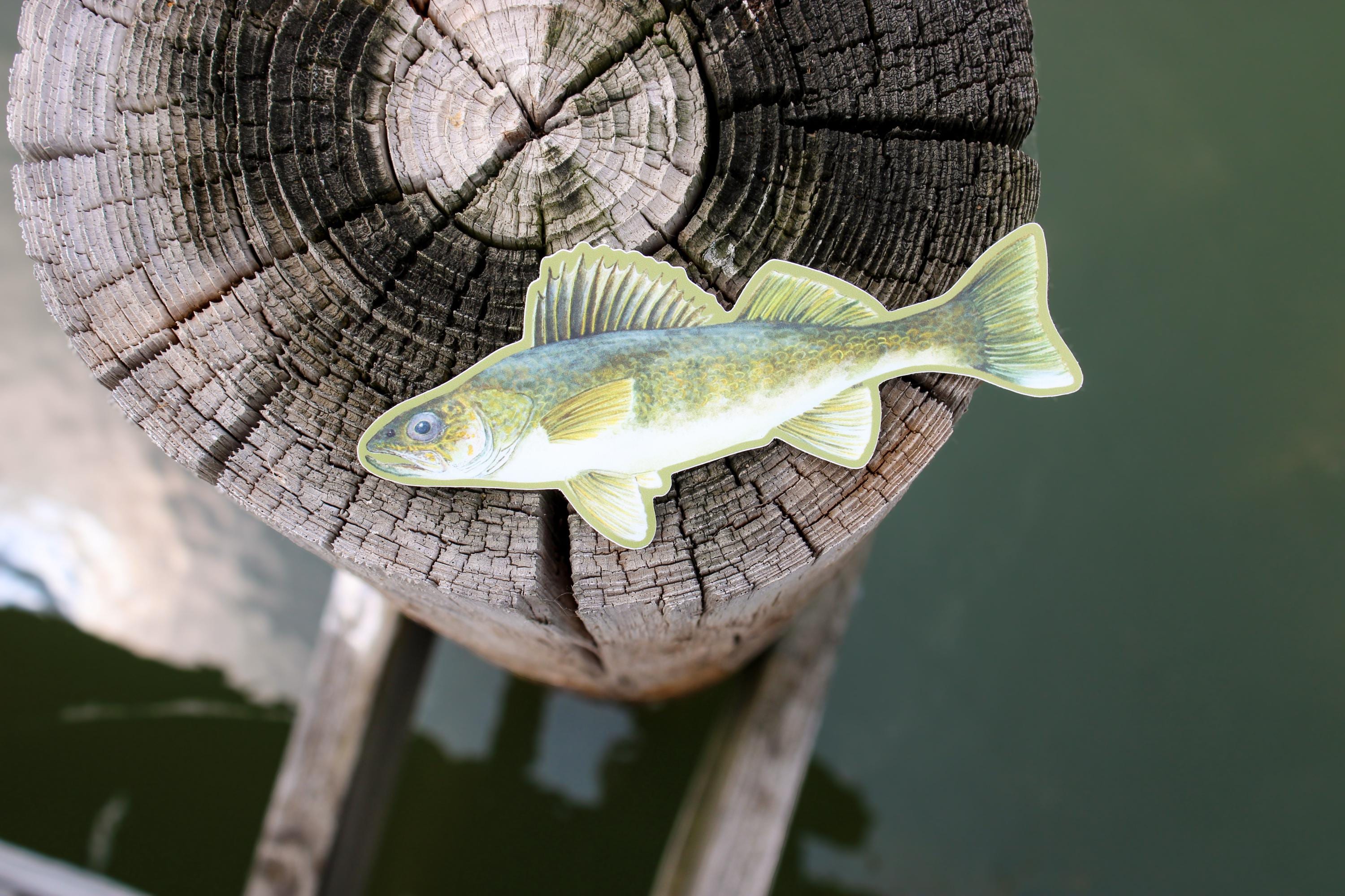 Walleye Decal | Waterproof | Walleye Sticker | Panfish | Tackle Box ...