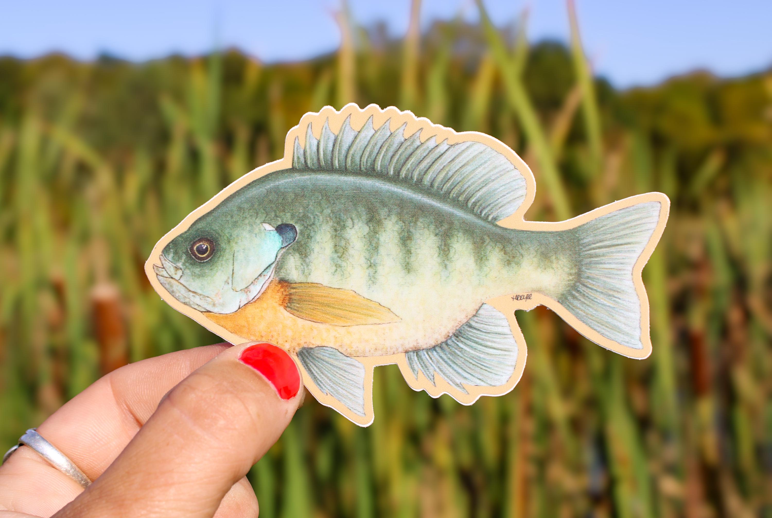 Bluegill Sticker | Fish Vinyl Decal | Waterproof | Bluegill | Panfish ...