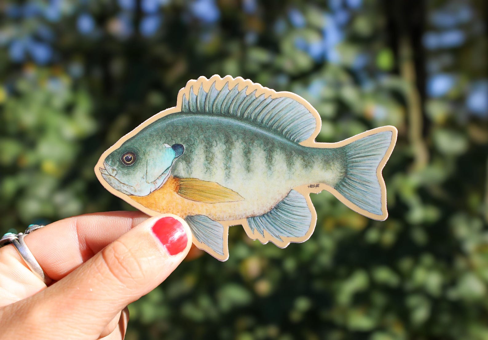 Bluegill Sticker | Fish Vinyl Decal | Waterproof | Bluegill | Panfish ...