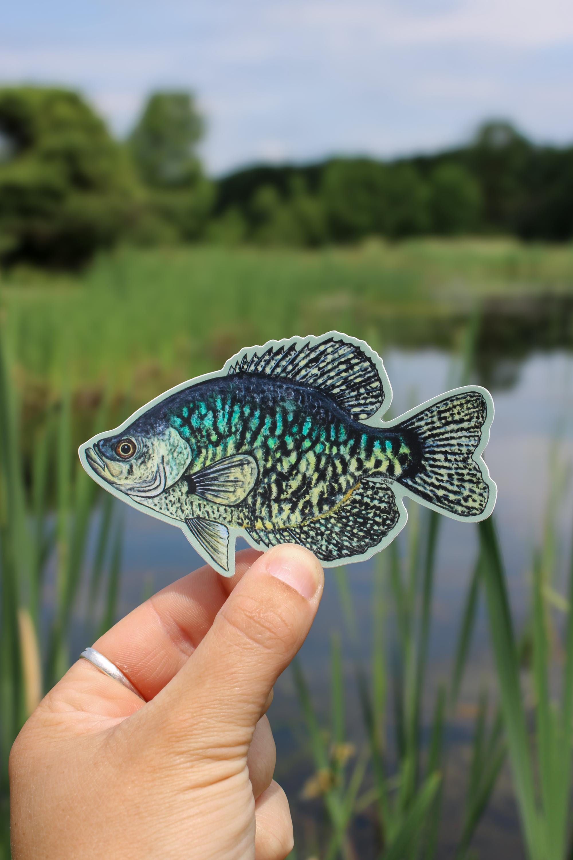 Black Crappie Sticker | Crappie Sticker | Panfish | Tackle Box Sticker ...