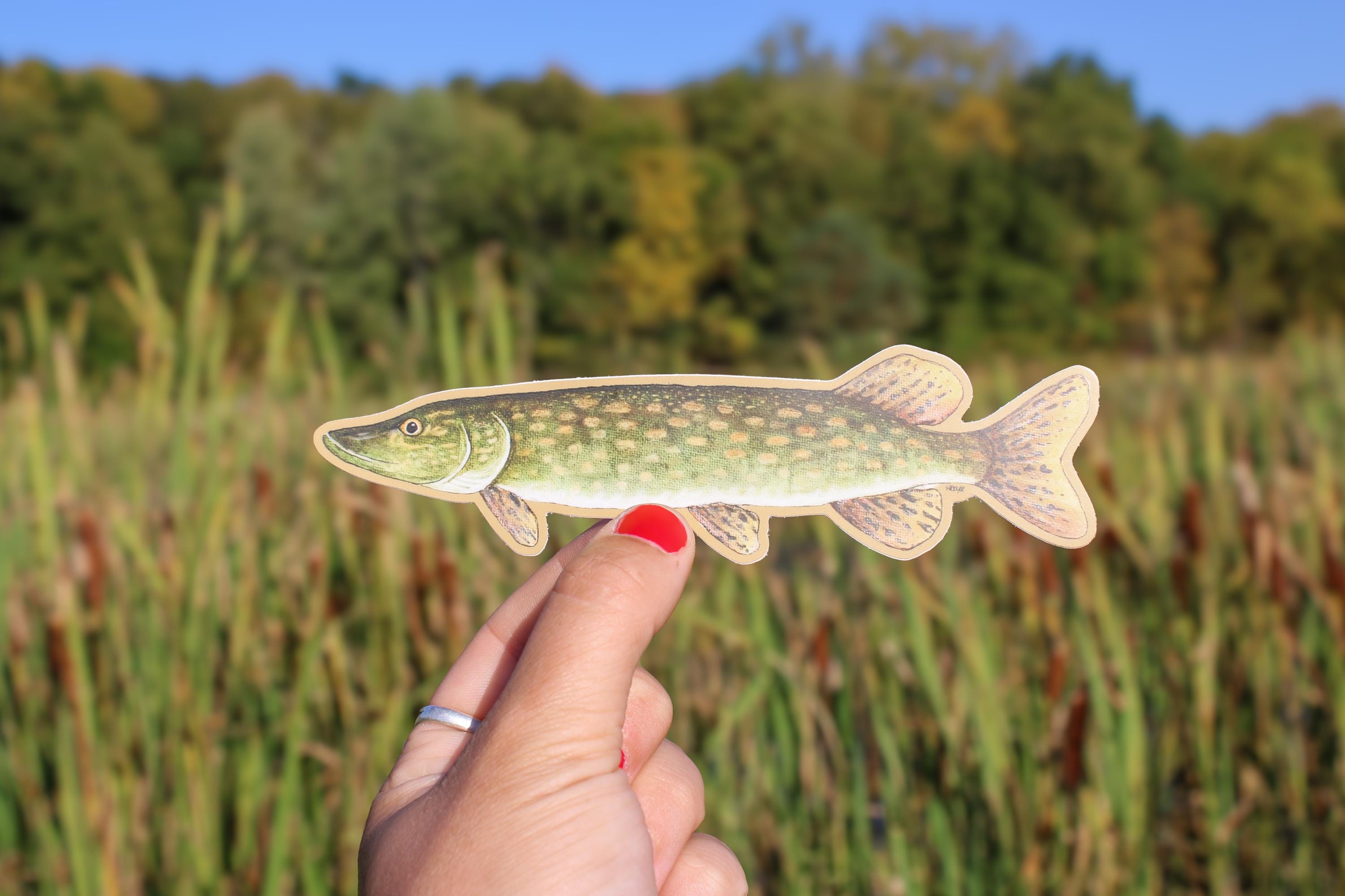 Northern Pike Decal | Waterproof | Pike Sticker | Panfish | Tackle Box ...