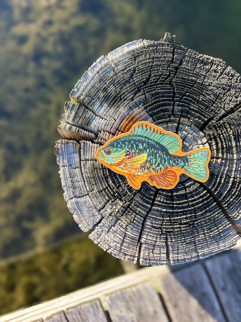 May include: A vibrant fish sticker, with shades of orange, blue, and green, is placed on a weathered wooden post. The sticker depicts a detailed illustration of the fish, highlighting its scales and fins. The background is blurred, implying an outdoor environment.