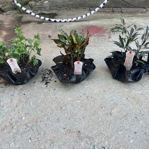 Vinyl record repurposed into flower pots, decorative bowls, bar snack holders retro decor