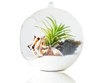 Glass Air Plant Holder With Natural Sea Shell, Indoor Plant Stand, Beach Decor, Zen Valentines Gift, READY To SHIP