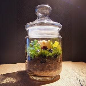 Mini Terrarium Kits With Different Rare Mosses, Cute Eco Friendly Valentines Gift, Office And Home Decor, READY TO SHIP