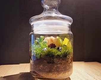 Mini Terrarium Kits With Different Rare Mosses, Cute Eco Friendly Valentines Gift, Office And Home Decor, READY TO SHIP