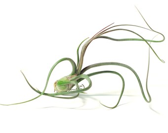 Live Tillandsia Baileyi Guatemala (L Size), Rare Indoor Plants, READY TO SHIP