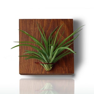 Rustic Wood Wall Planter Indoor With Air Plant Tillandsia, Vertical Garden, Office And Home Decore, READY TO SHIP
