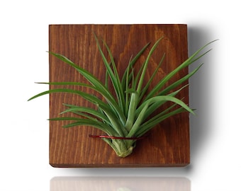 Rustic Wood Wall Planter Indoor With Air Plant Tillandsia, Vertical Garden, Office And Home Decore, READY TO SHIP