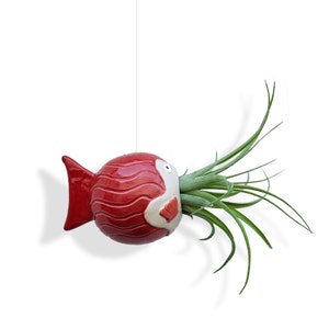 Keramik Maritime Dekoration Mit Tillandsia Pflanze, Blumentopf Hängend, Luftpflanzen Halter