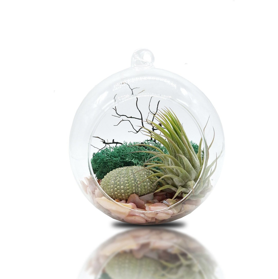 Air Plant Terrarium Kits With Real Sea Fan Coastal Beach Etsy