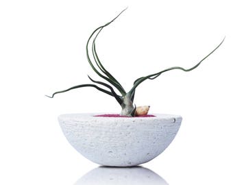 Mini Plant Pot With Tillandsia Bulbosa, Handmade Planter, Home And Office Decor, Eco-Friendly Valentines Gift, READY TO SHIP