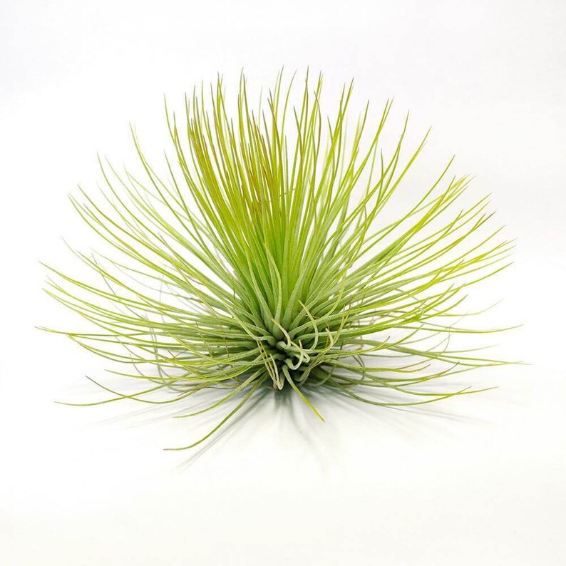 Tillandsia Air Plant Andreana Live House Plants Vertical ...