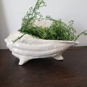 May include: A white ceramic seashell planter with a pearlescent finish. The planter has three legs and is filled with green leafy plants.