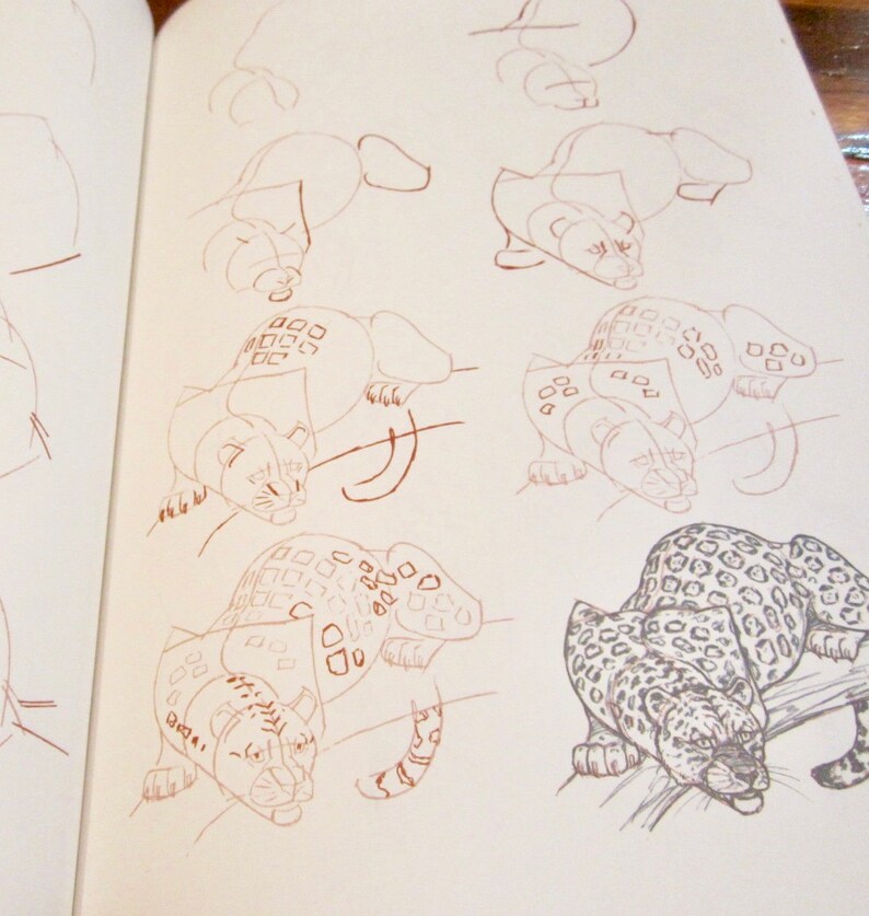 Cat Drawing Book How To Draw 50 Cats Zephyr Books Cat Lover Etsy