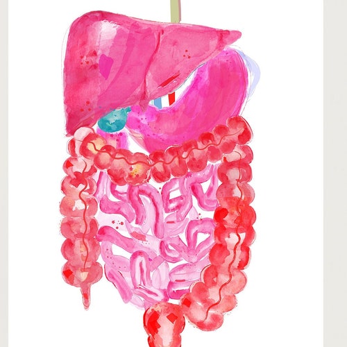 Abdominal Anatomy Gastrointestinal Art Gastroenterology Art - Etsy