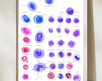 May include: A white educational poster featuring a detailed medical illustration of various human blood cells arranged in rows and columns. Each cell type is labeled with text, displaying shades of purple, blue, and pink against a clean white background.