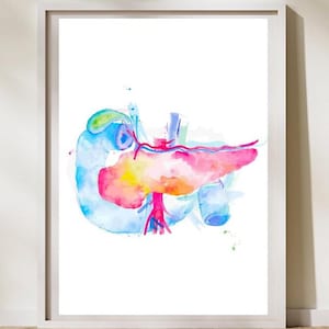 Puede incluir: Una pintura de acuarela del páncreas, un órgano vital en el sistema digestivo humano. La pintura presenta colores vibrantes, incluyendo rosa, azul, amarillo y verde, que representan la intrincada estructura del páncreas y sus vasos sanguíneos circundantes.