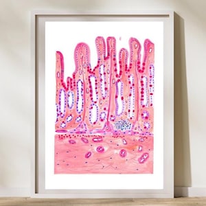 Stomach Histology, Pathology Residency Gift, Histology Gift, Pathology Art, Gastroenterology Art, Microscope Art, Histology Art