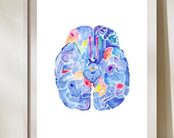 以下が含まれることがあります： 人間の脳の水彩画。脳の異なる部分を表すために、異なる色が使われています。脳は青色の色合いで描かれており、ピンク、黄色、オレンジのアクセントが加えられています。
