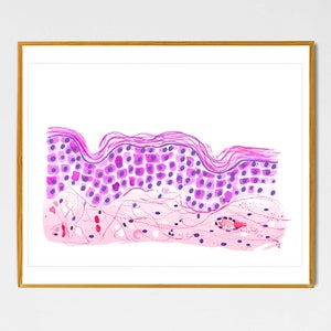 Skin Histology Art, Dermatologist Gift, Pathology Art, Histology Art, Pathologist Gift, Histology Gift, Dermatology Art, Pathology Print