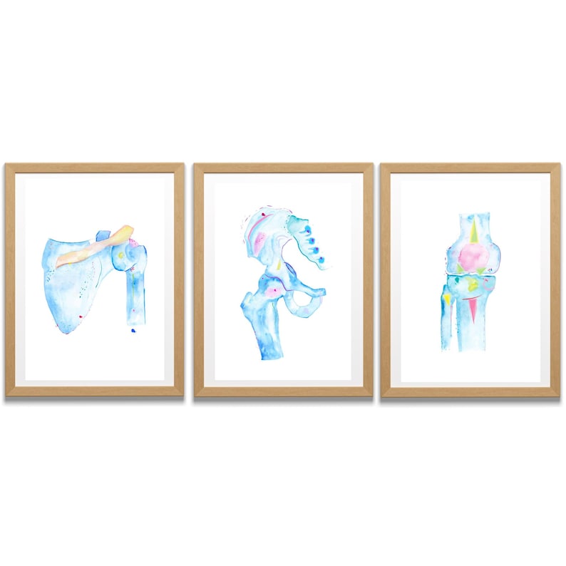 Shoulder Hip and Knee Joints Anatomy Art Print for Orthopedic Surgery Physical Therapy and Chiropractic Offices.