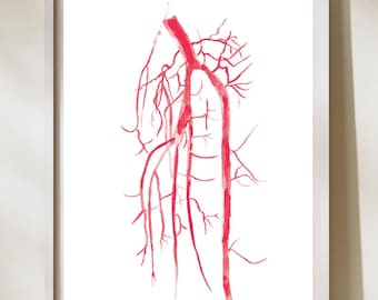 Popliteal Tibial Artery, Vascular Surgery Art, Radiology Art Print, Rad Tech Gift, Vascular Anatomy, Radiology Wall Decor, Radiologist Gift