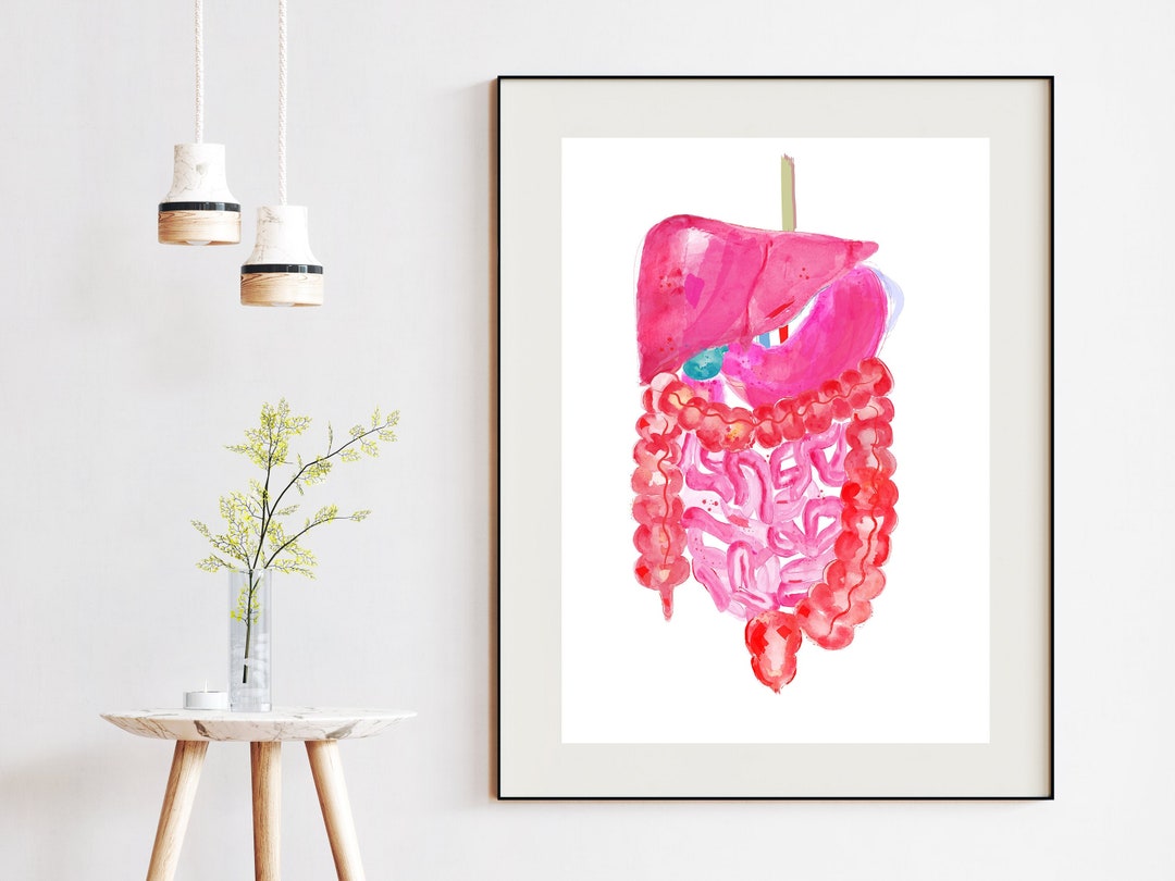 Abdominal Anatomy, Gastrointestinal Art, Gastroenterology Art, General ...