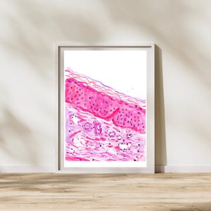 Könnte beinhalten: Ein gerahmter Aquarelldruck eines Hautquerschnitts. Das Kunstwerk zeigt Schichten in Rosa- und Lilatönen mit detaillierten Zellstrukturen. Der Druck befindet sich in einem weißen Rahmen vor einer weißen Wand und einem Holzboden.