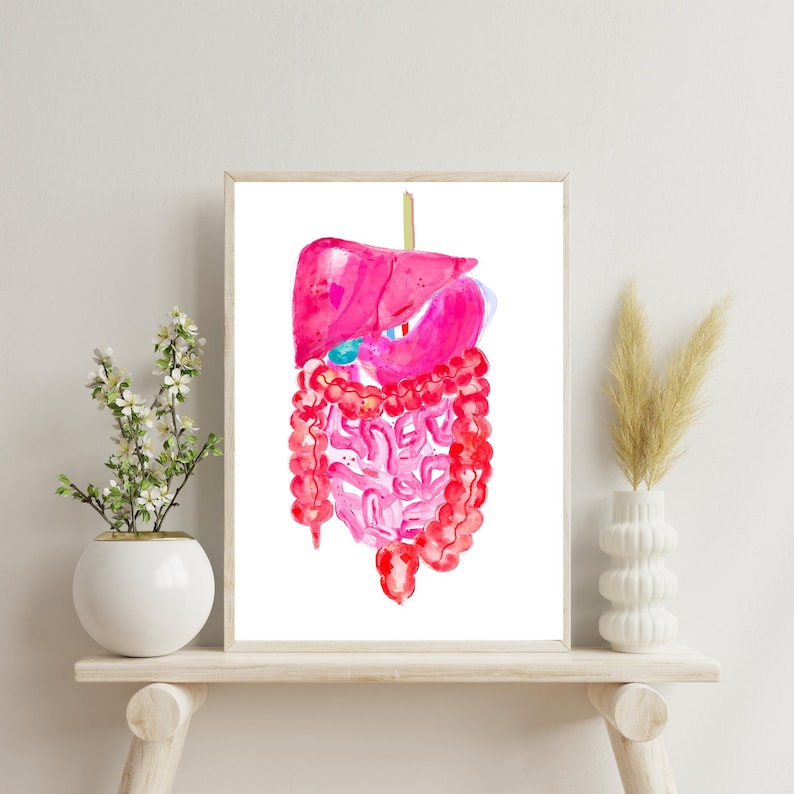 Digestive System Art Print, Abdominal Anatomy, Gastroenterology Gift - Etsy
