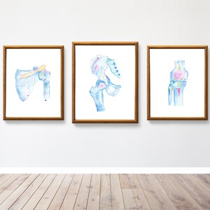 Set of three articulation anatomy prints