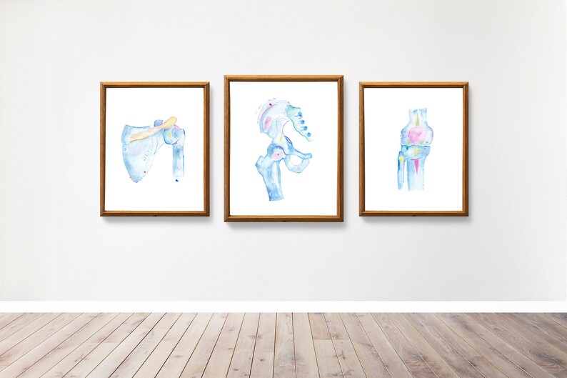 Set of three articulation anatomy prints