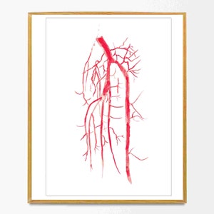 Popliteal Tibial Artery, Vascular Surgery Art, Radiology Art Print, Rad Tech Gift, Vascular Anatomy, Radiology Wall Decor, Radiologist Gift