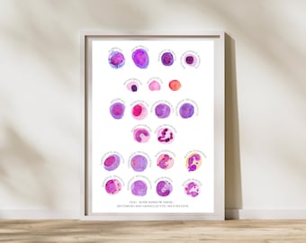 Veterinary - Dog Erythropoiesis and Granulopoiesis - Blood Cell Maturation - Veterinary Medicine Hematology Watercolor Art