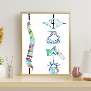 Spine Vertebrae Art, Physical Therapy Art, Chiropractic Art, Massage Therapy Art, Physiotherapy Chiropractic Posters, Chiropractor Gift image 7