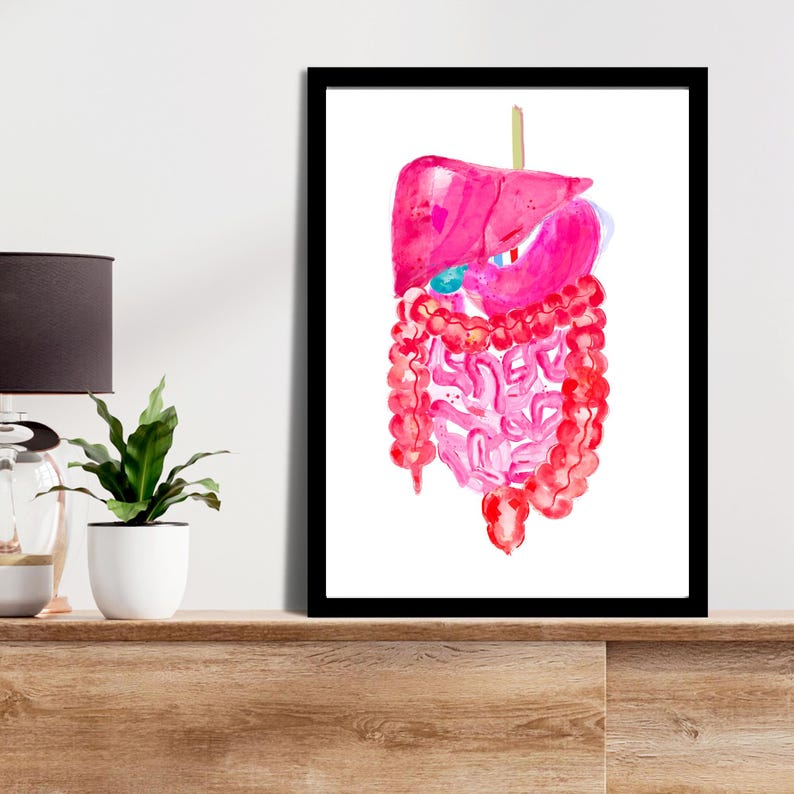 Digestive System Art Print, Abdominal Anatomy, Gastroenterology Gift - Etsy