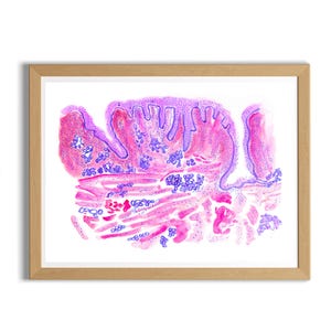 Histology Art - Tongue, Histology Watercolor Artwork, Histology Technician Gift, Pathology Art, Pathology Assistant Gifts, Fine Art Print