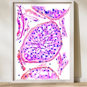 Histología de Testículos, Arte de Urología, Arte de Patología, Testicular, Arte de Fertilidad, Decoración de Clínica de Fertilidad, Obras de Arte de Histología, Acuarela de Patología